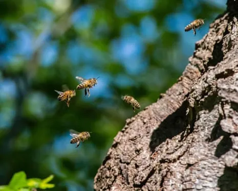 Why Saving Honeybees Might Negatively Affect Wild Bee Species